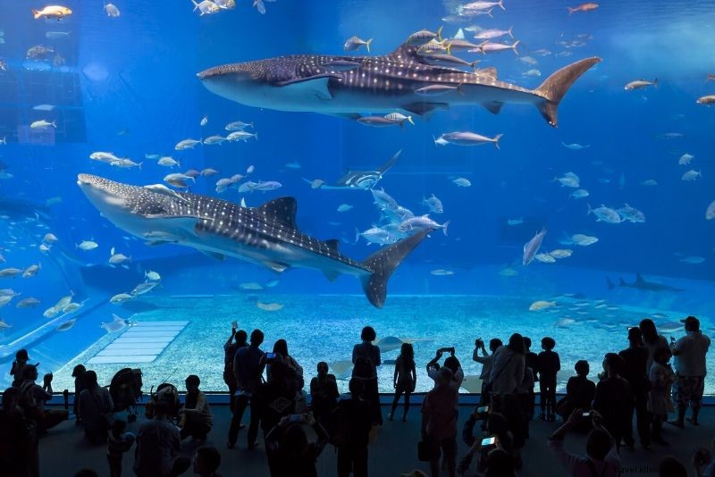 50 melhores aquários do mundo 