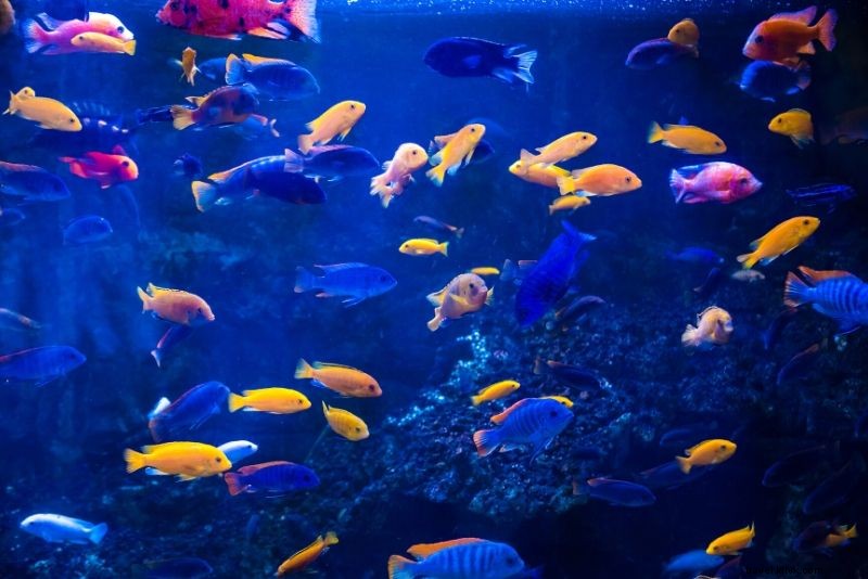 I 50 migliori acquari del mondo 