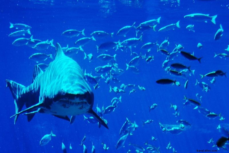 50 mejores acuarios del mundo 