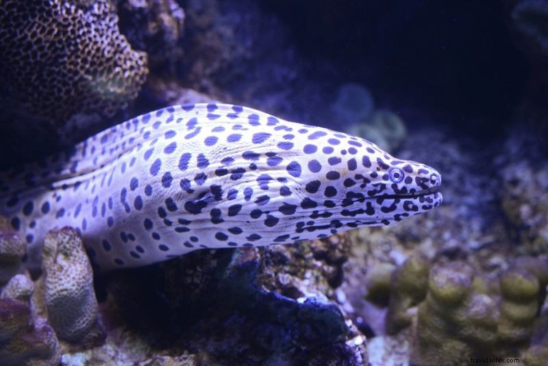 50 meilleurs aquariums du monde 