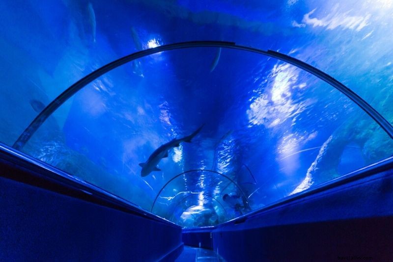 50 melhores aquários do mundo 