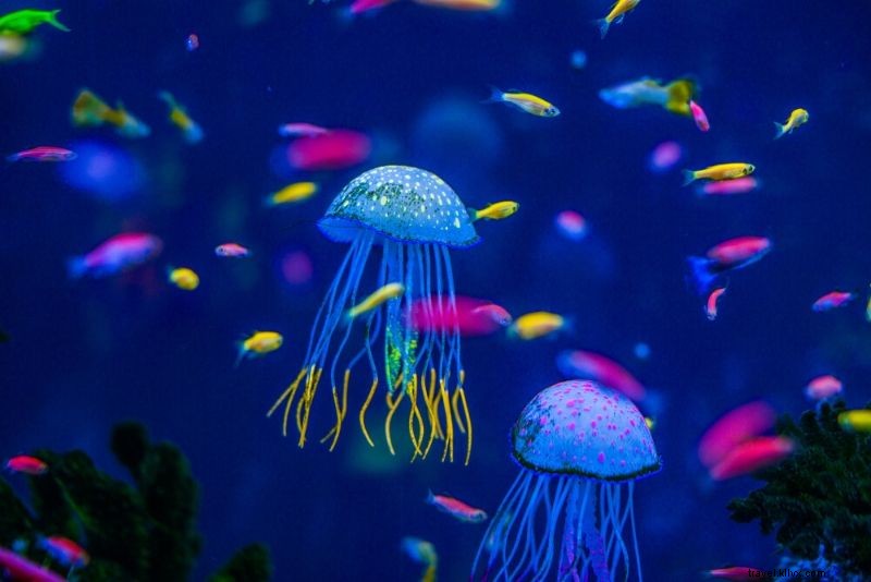 50 meilleurs aquariums du monde 