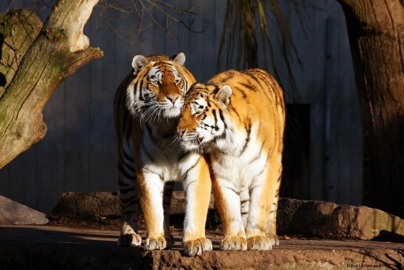 世界で最高の50の動物園 