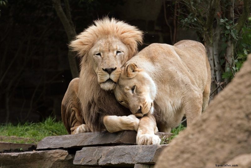 50 meilleurs zoos du monde 