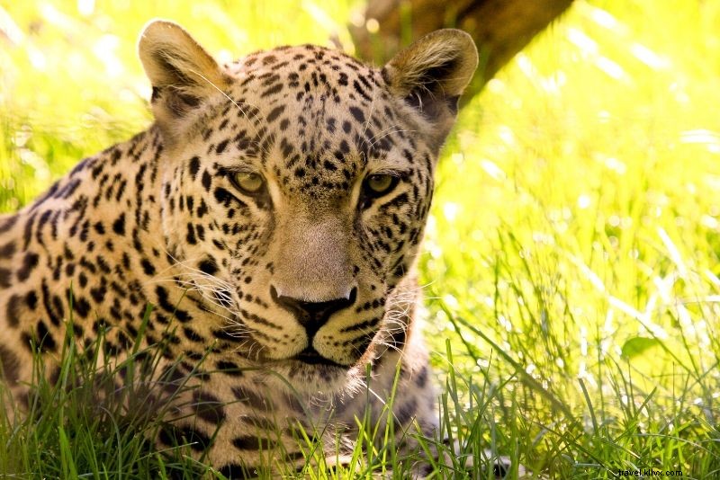 50 meilleurs zoos du monde 