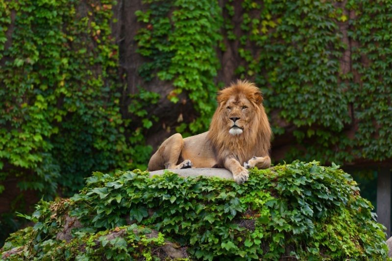 50 Kebun Binatang Terbaik di Dunia 