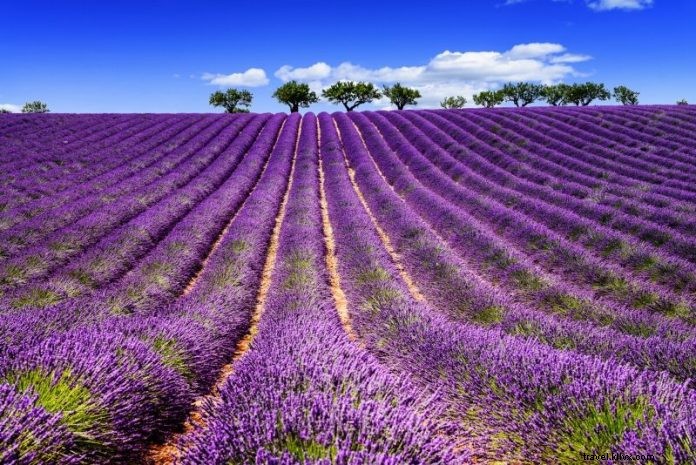 22 Perjalanan Sehari Terbaik dari Marseille – Lavender Fields, Calanques… 