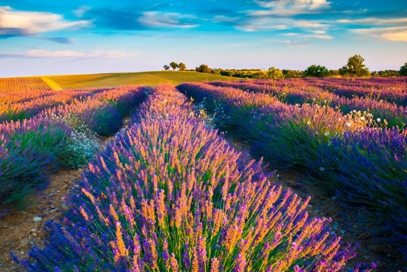 22 Melhores viagens de um dia saindo de Marselha - Lavender Fields, Calanques… 
