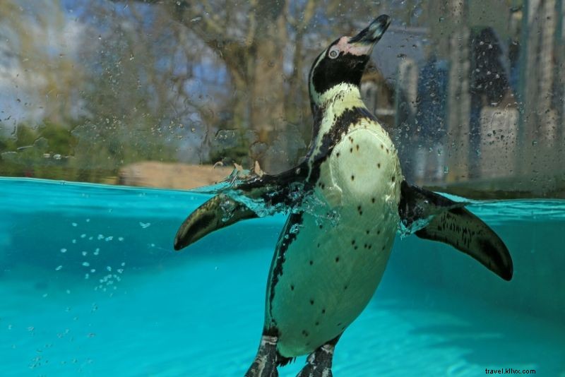 Billets pas chers pour le zoo de Londres – Économisez jusqu à 30 % 