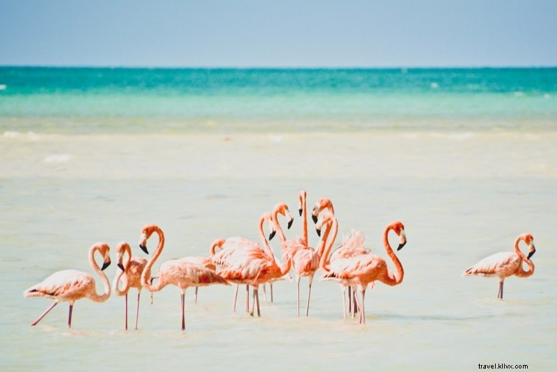 25 mejores excursiones y viajes de un día a Cancún 