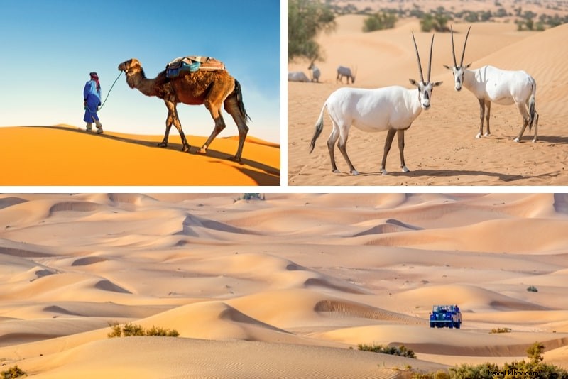 22 mejor safari por el desierto de Dubái 