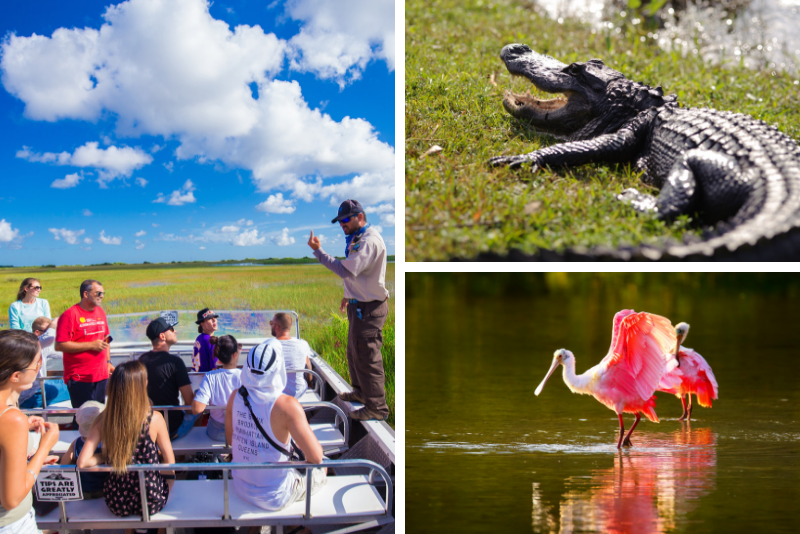 20 Tur Airboat Everglades Terbaik 