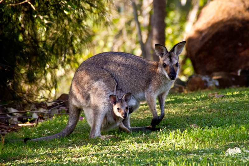 28 meilleures excursions d une journée au départ de Melbourne :Phillip Island, Vallée de Yarra … 