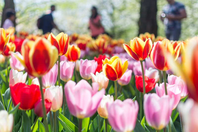 Harga Tiket Keukenhof Tulips Gardens – Yang Perlu Anda Ketahui 