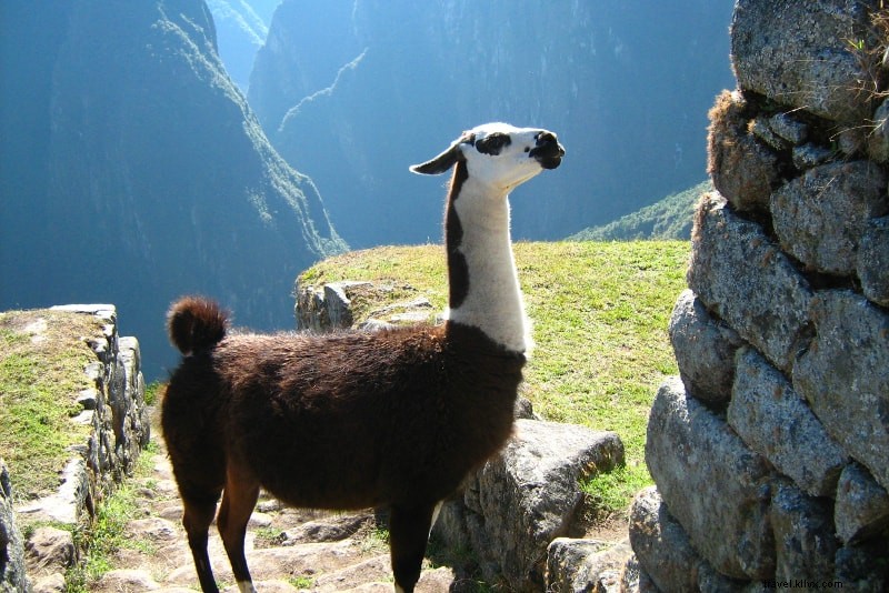 Comparez Machu Picchu Tours &Trips:Treks, Former, Autobus, Visites, … 