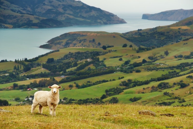 ニュージーランドでやるべき61の楽しいこと–北島と南島 