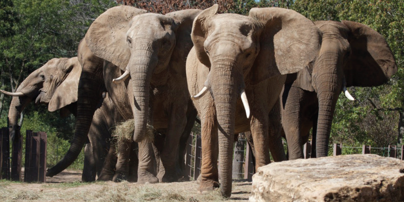 Visita la nuova e migliorata spedizione sugli elefanti dello zoo di Kansas City 