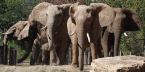 Visite la nueva y mejorada expedición de elefantes del zoológico de Kansas City 