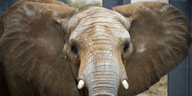 Visitez la nouvelle expédition d éléphants améliorée du zoo de Kansas City 