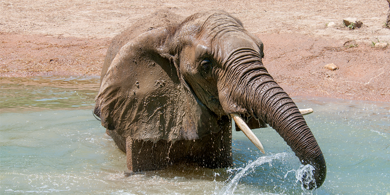 カンザスシティ動物園の新しく強化された象の遠征をご覧ください 