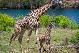 カンザスシティで母の日を祝う 