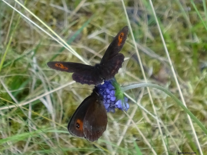farfalle 