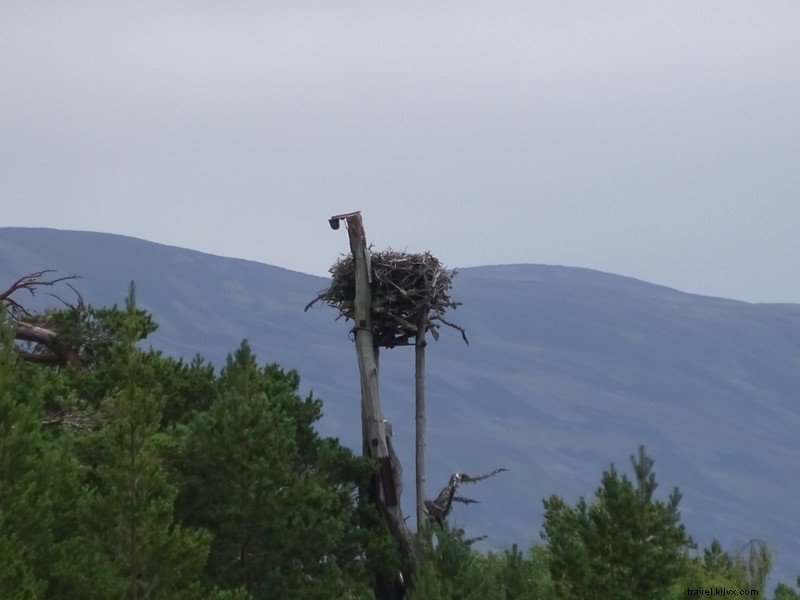 Primer plano del nido de águila pescadora 
