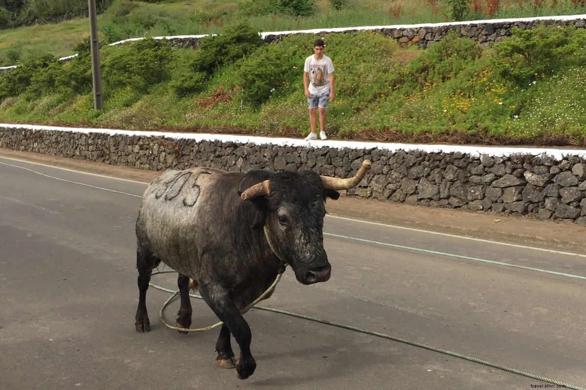 Des taureaux aux lapins, C est pourquoi vous préférez être aux Açores 