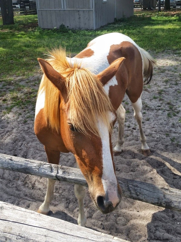 Kuda Liar Tidak Dapat Menyeret Anda Dari Pulau Chincoteague 