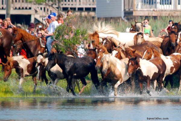 I cavalli selvaggi non potevano trascinarti via dall isola di Chincoteague 
