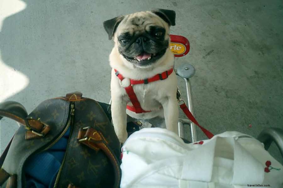 ¿Cuánto cuesta ese perrito en su equipaje? Una guía rápida para transportar a su mascota 