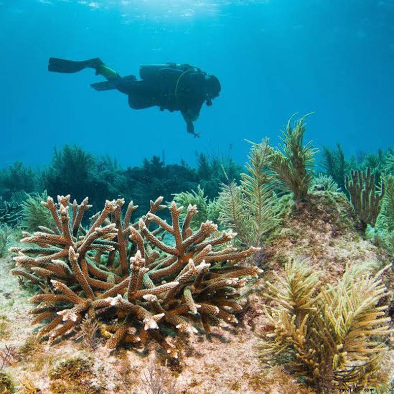 Um guia ecológico para Florida Keys 
