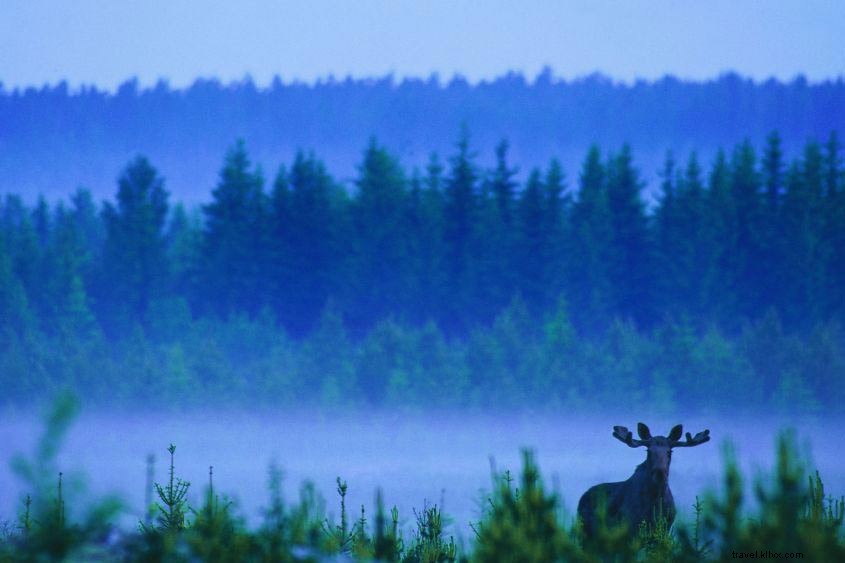 Quatre aventures trouvées uniquement dans la nature sauvage de la Suède 