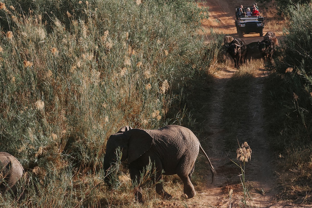 Safari Afrika Selatan yang Sangat Terjangkau (dan Mewah!) 