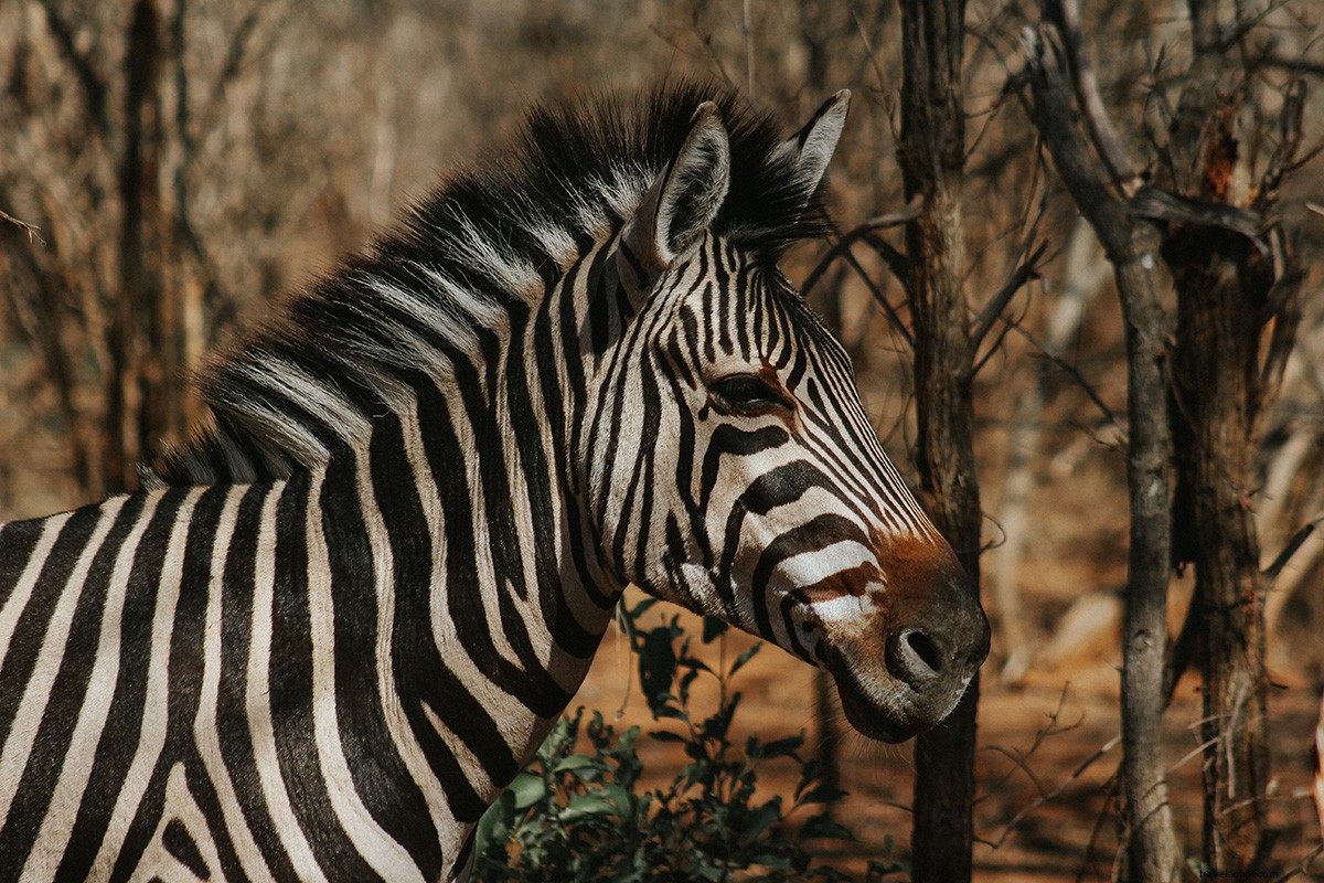 Il safari sudafricano sorprendentemente conveniente (e lussuoso!) 