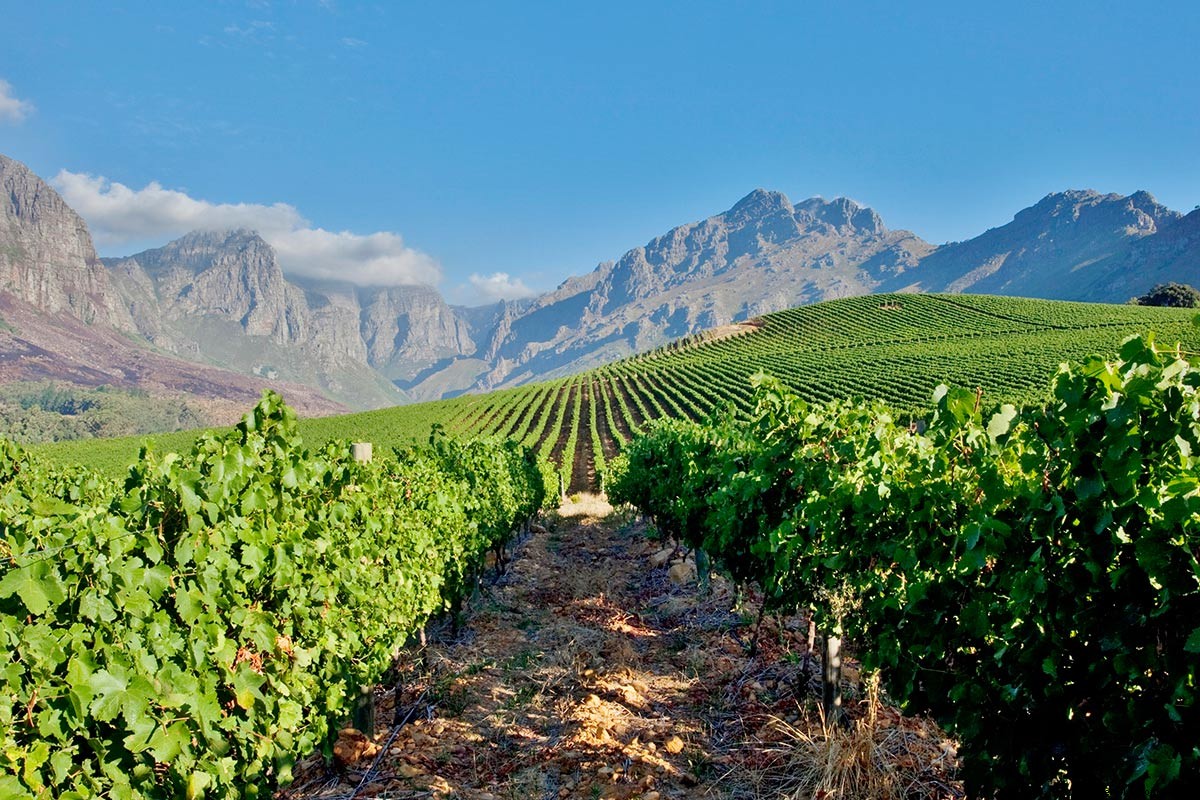 Descubra los viñedos menos transitados en Sudáfrica Wild, País del vino salvaje 