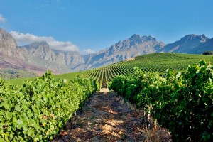 Découvrez les vignobles les moins fréquentés de l Afrique du Sud sauvage, Pays des vins sauvages 