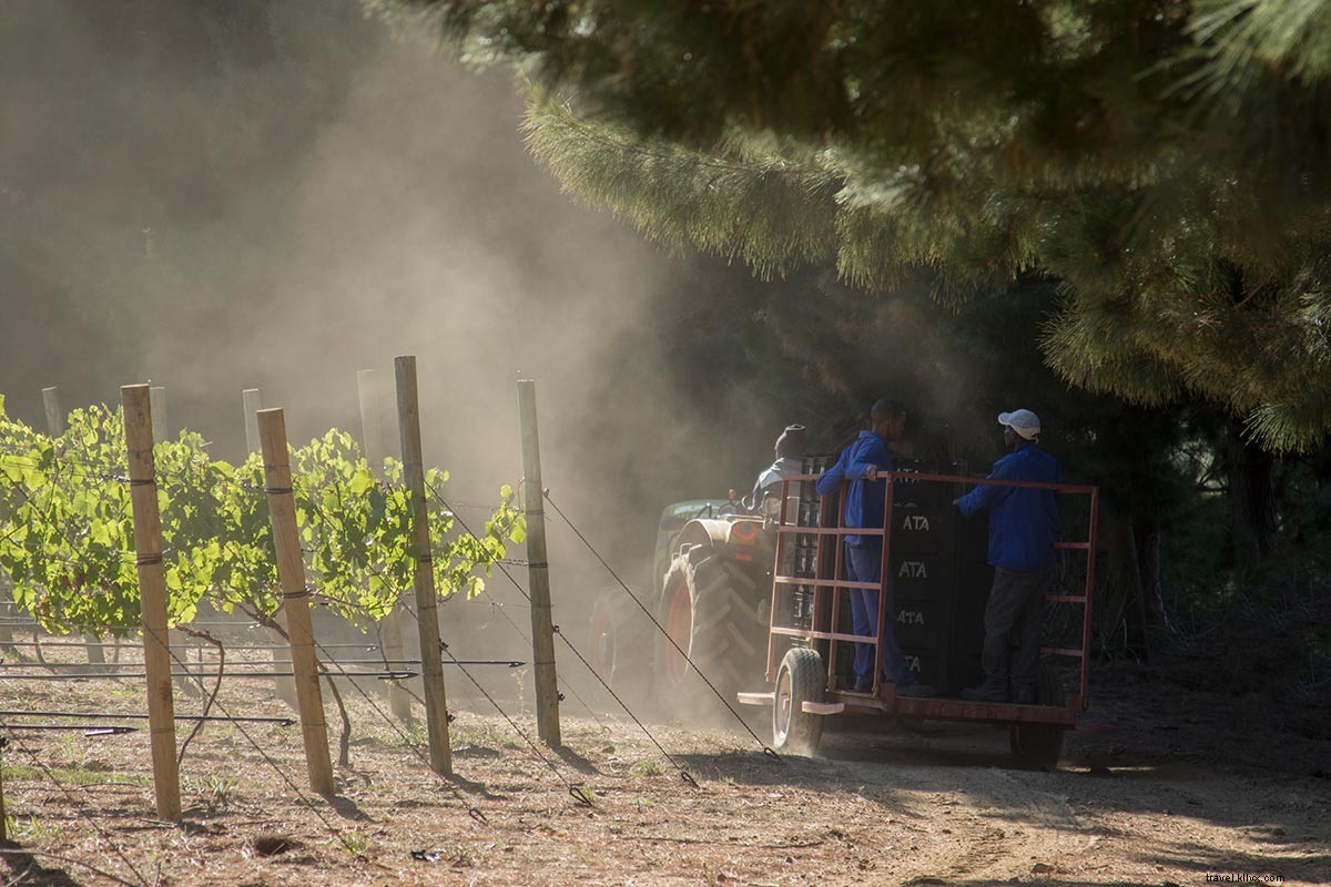 Descubra los viñedos menos transitados en Sudáfrica Wild, País del vino salvaje 
