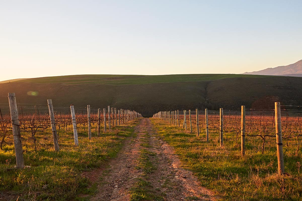 南アフリカの野生であまり旅行されていないブドウ園を発見してください、 ワイルドワインカントリー 