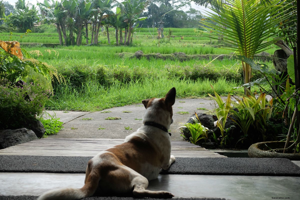 Manger, Dormir, Cry :trouver le bonheur à Bali 