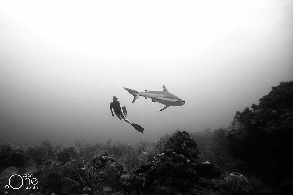 Aguanta la respiración:esta pareja practica apnea con tiburones (y vive para fotografiarlos) 