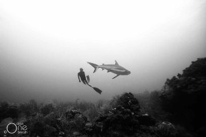 Trattieni il respiro:questa coppia si immerge in apnea con gli squali (e vive per fotografarli) 