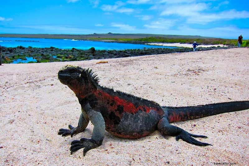 Menjadi Satu dengan Hewan Galapagos 