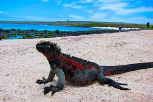 Menjadi Satu dengan Hewan Galapagos 