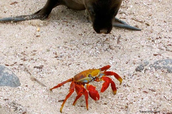 ガラパゴス諸島の動物と一体になる 