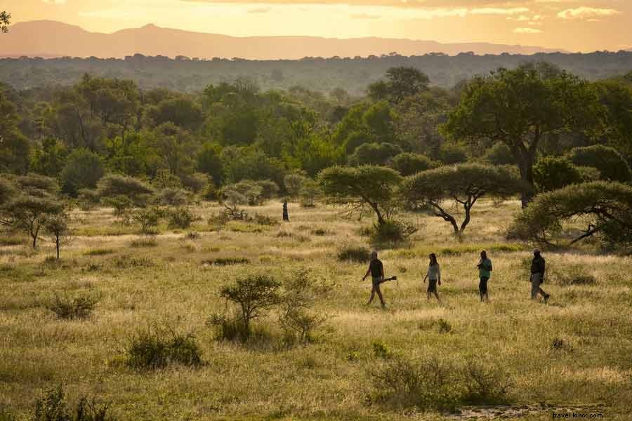 Penginapan Safari Terbaik Afrika 