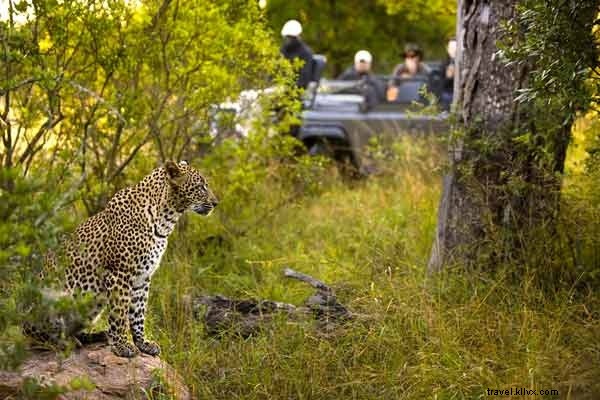 Penginapan Safari Terbaik Afrika 