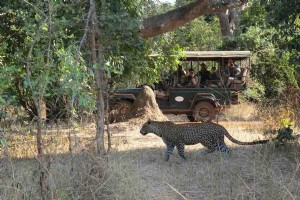 Un mot de quatre lettres pour mon safari zambien ? ÉPIQUE 