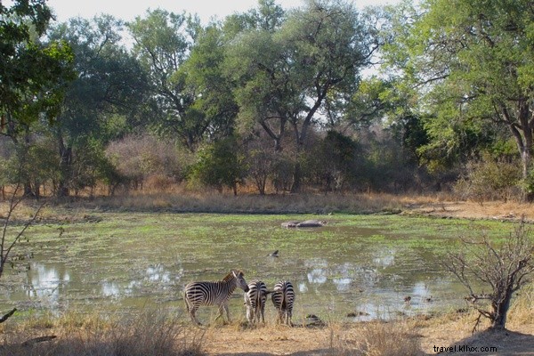 Kata Empat Huruf untuk Safari Zambia Saya? EPIK 