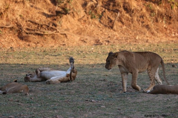 Kata Empat Huruf untuk Safari Zambia Saya? EPIK 